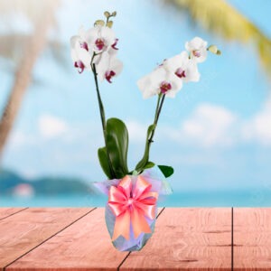 Orquídeas Colores Naturales