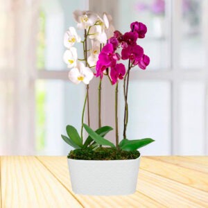 Arreglo con Orquídeas Naturales