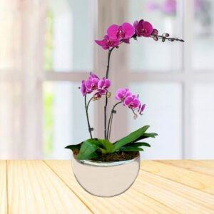 Arreglo de Orquídeas Naturales